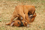 Rhodesian Ridgeback Welpen / rhodesian ridgeback puppies