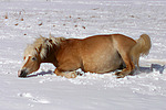 liegender Haflinger / lying haflinger horse