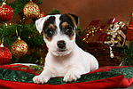 Parson Russell Terrier Welpe zu Weihnachten / PRT puppy at christmas