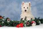 sitzender West Highland White Terrier Welpe / sitting West Highland White Terrier Puppy