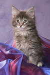 sitzendes Maine Coon Kätzchen / sitting maine coon kitten