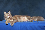 Maine Coon