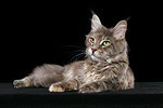 Maine Coon