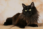 Maine Coon