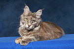 Maine Coon