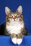 liegende Maine Coon / lying maine coon