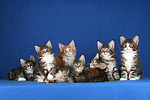 7 Maine Coon Kätzchen / 7 maine coon kitten