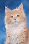 Maine Coon Kätzchen Portrait / maine coon kitten portrait