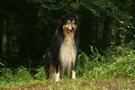 stehender Langhaarcollie / standing longhaired collie