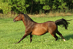 galoppierendes Warmblut / galloping warmblood