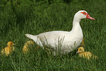 Warzenenten / muscovy ducks