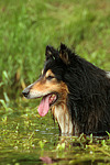 badender Langhaarcollie / bathing longhaired collie