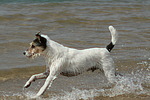 Parson Russell Terrier