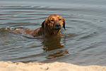 Rhodesian Ridgeback