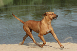 Rhodesian Ridgeback