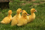 junge Warzenenten / young muscovy ducks