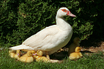 Warzenenten / muscovy ducks