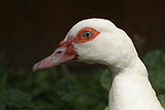 Warzenente / muscovy duck