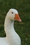 Gans / goose