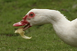 Warzenente / muscovy duck