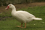 Warzenente / muscovy duck