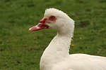 Warzenente / muscovy duck