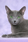 liegende Russisch Blau / lying russian blue