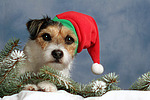 Parson Russell Terrier zu Weihnachten / PRT at christmas