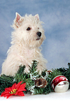 West Highland White Terrier Welpe / West Highland White Terrier Puppy