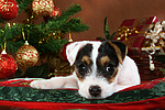 Parson Russell Terrier Welpe zu Weihnachten / PRT puppy at christmas