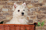 West Highland White Terrier Welpe / West Highland White Terrier Puppy