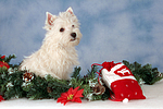 sitzender West Highland White Terrier Welpe / sitting West Highland White Terrier Puppy