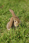 Zwergwidder / lop-eared bunny