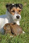 Parson Russell Terrier und Widderkaninchen / prt and lop-eared bunny