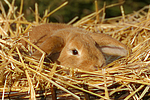 Widderkaninchen / lop-eared bunny