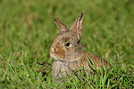 Zwergwidder / lop-eared bunny