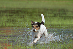 rennender Parson Russell Terrier / running PRT