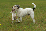 spielende Parson Russell Terrier / playing PRT