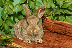 junges Zwergkaninchen / young dwarf rabbit