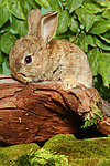 junges Zwergkaninchen / young dwarf rabbit