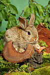 junges Zwergkaninchen / young dwarf rabbit