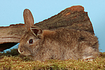 Kaninchen / rabbit