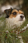 Parson Russell Terrier Portrait