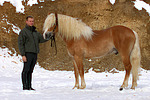 Haflinger Hengst / haflinger horse stallion