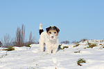 Parson Russell Terrier im Schnee / prt in snow