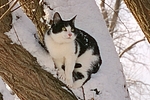 kletternde Hauskatze / climbing domestic cat