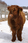 Schottisches Hochlandrind im Winter / highland cattle in winter