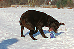 Labrador Retriever