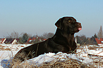 Labrador Retriever