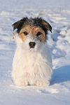 Parson Russell Terrier im Schnee / prt in snow